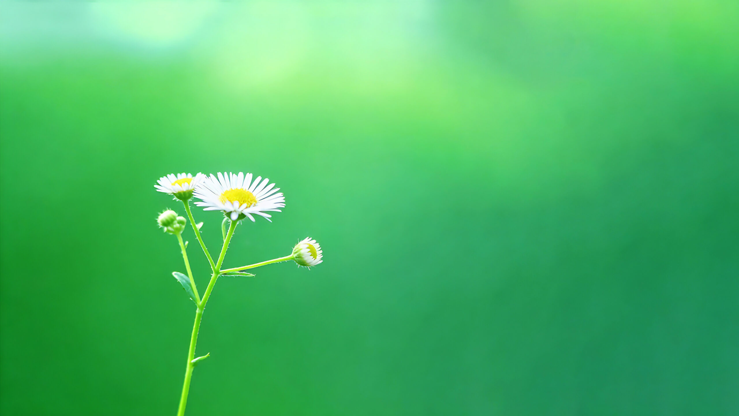 2160P上班护眼绿植壁纸5枚-科技美南博客